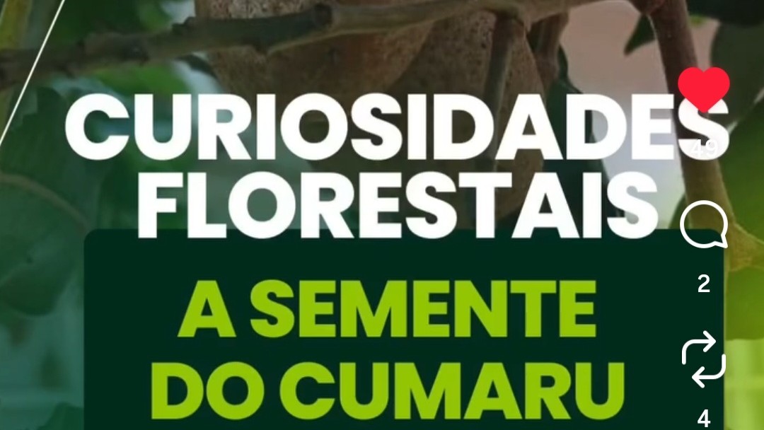 Engenharia Florestal UFMT campus SINOP no Instagram: "🌿 Curiosidades Florestais #1

🌰 A primeira da série: a semente de cumaru!

Resistente